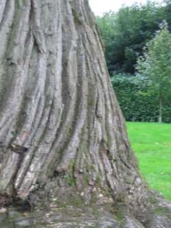 'close up' of bark on sweet chestnut tree