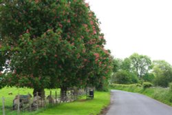 Pink horse chestnut