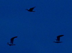 Seagulls flying at dusk, Padbury, Bucks. Wallpaper
