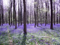 Bluebells, Angmering Park Estate near Warningcamp