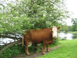 A Cow in Spring