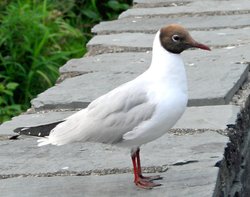 Blackheaded Gull in Summer plumage. Wallpaper