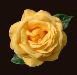 Yellow Rose Wallpaper
