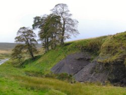 Lovely trees by the brook Wallpaper