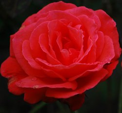 Red rose Wallpaper