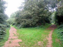 A walk in Shotover Country Park, Oxford Wallpaper