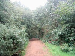 A walk in Shotover Country Park, Oxford Wallpaper