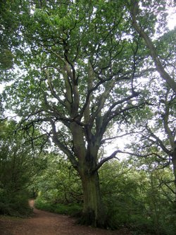 A walk in Shotover Country Park, Oxford