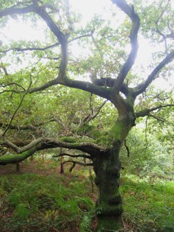 A walk in Shotover Country Park, Oxford
