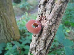 Shotover Country Park, Oxford Wallpaper