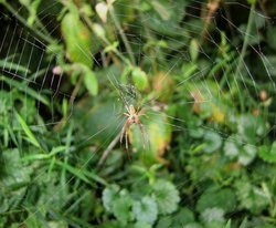 A spider at Shotover Wallpaper