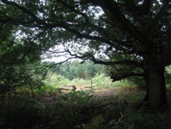 A walk in Shotover Country Park, Oxford Wallpaper