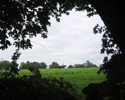 A walk in Shotover Country Park, Oxford Wallpaper
