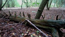A walk in Shotover Country Park, Oxford Wallpaper