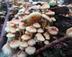 A walk in Shotover Country Park, Oxford Wallpaper