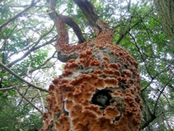 Shotover Country Park, Oxford Wallpaper