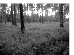 Trowse woods Wallpaper