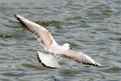 Blackheaded Gull juvenile Wallpaper