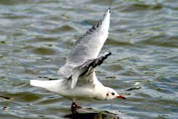Blackheaded Gull in winter plumage, landing at Herrington Ponds Wallpaper