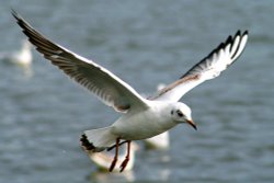 Blackheaded Gull juvenile flying over Herrington Ponds Wallpaper