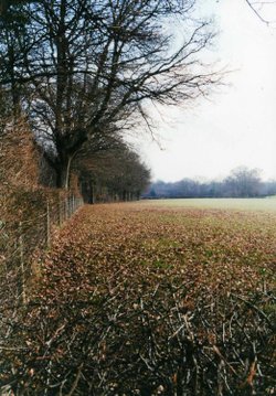 Open fields