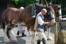 Heavy horse display
