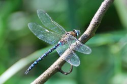 Migrant Hawker