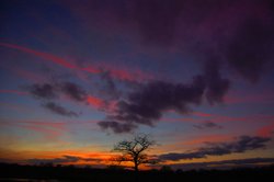 Lonley tree Wallpaper