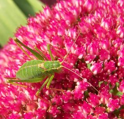 Not sure what it is !!