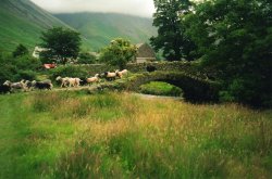 The round up Wallpaper