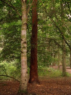 Coombe Abbey Country Park