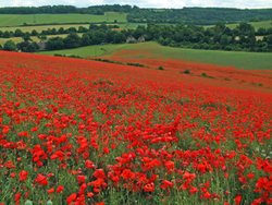 Poppy Fields at Luddesdown Wallpaper