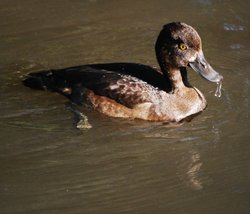 The ducking duck Wallpaper