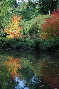 Reflections of Autumn