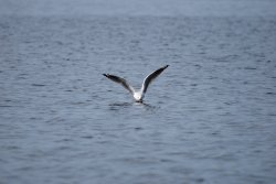 Black Headed Gull Wallpaper