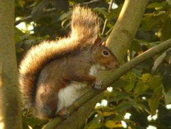 Grey squirrel Wallpaper
