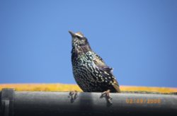 Starling on the look out for something to eat Wallpaper