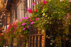 Hanging baskets Wallpaper