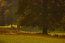 Field in the evening. Wallpaper