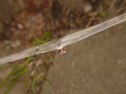 Spiders web Wallpaper