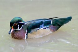 Wood Duck Wallpaper