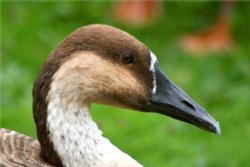 Swan Goose. Wallpaper