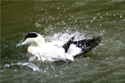 Eider Duck, male. Wallpaper