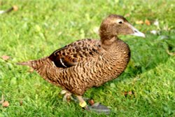 Eider Duck, Female. Wallpaper