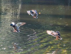 Coming in to land Wallpaper