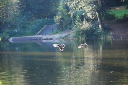 Coming in to land 2 Wallpaper