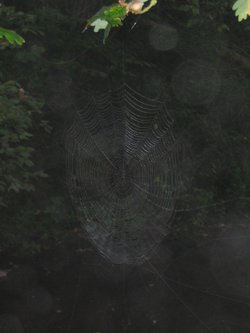 Spider's web