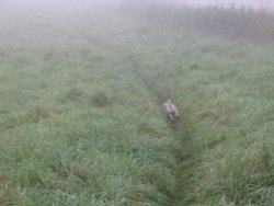 Walking the dog! Wallpaper