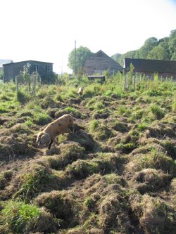 Friendly Pigs