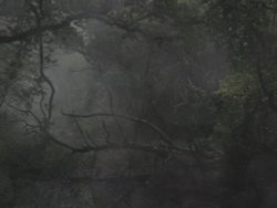 Early morning walk along Basingstoke Canal, September Mist Wallpaper